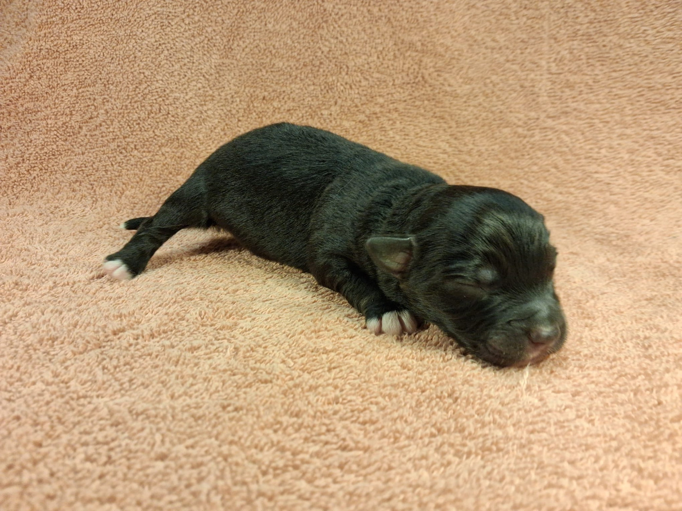 Des Graines De Bam - Chiots disponibles - Berger Américain Miniature 