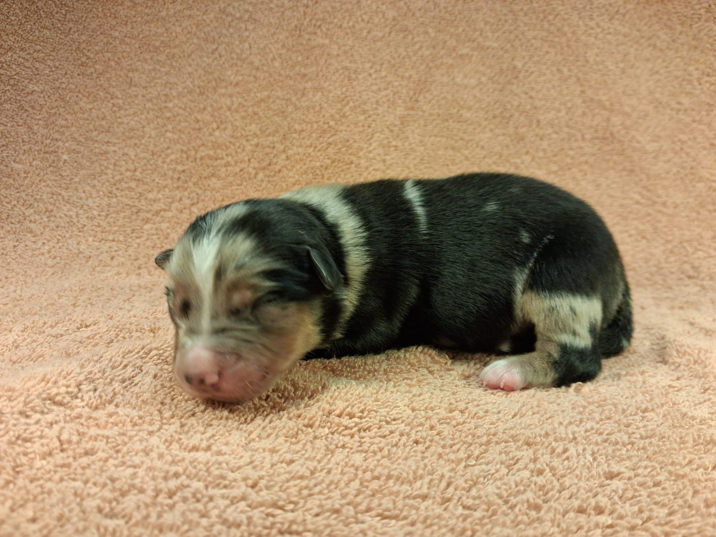 Des Graines De Bam - Chiots disponibles - Berger Américain Miniature 