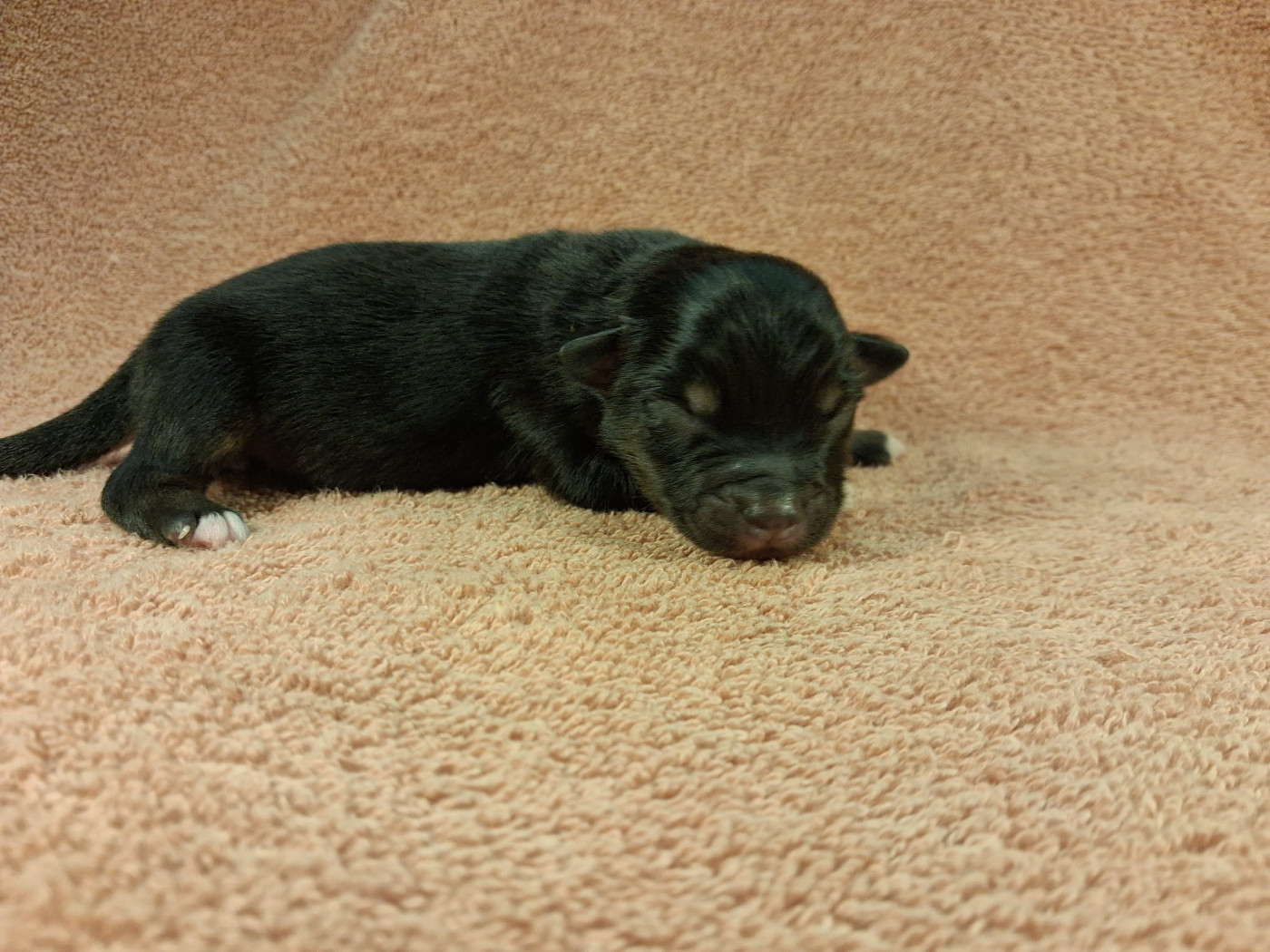 Des Graines De Bam - Chiots disponibles - Berger Américain Miniature 