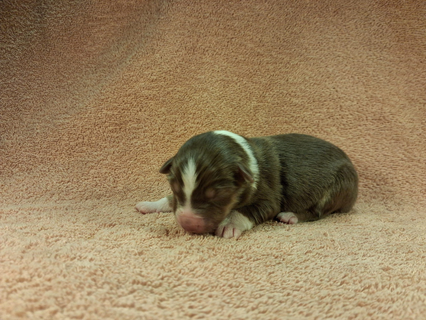 Des Graines De Bam - Chiots disponibles - Berger Américain Miniature 