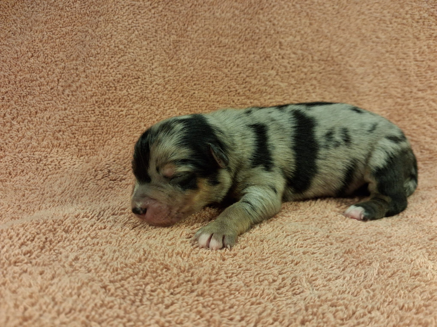 Des Graines De Bam - Chiots disponibles - Berger Américain Miniature 