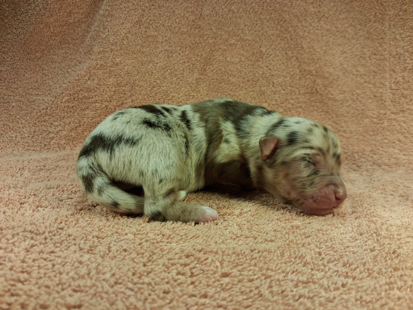 Des Graines De Bam - Chiots disponibles - Berger Américain Miniature 