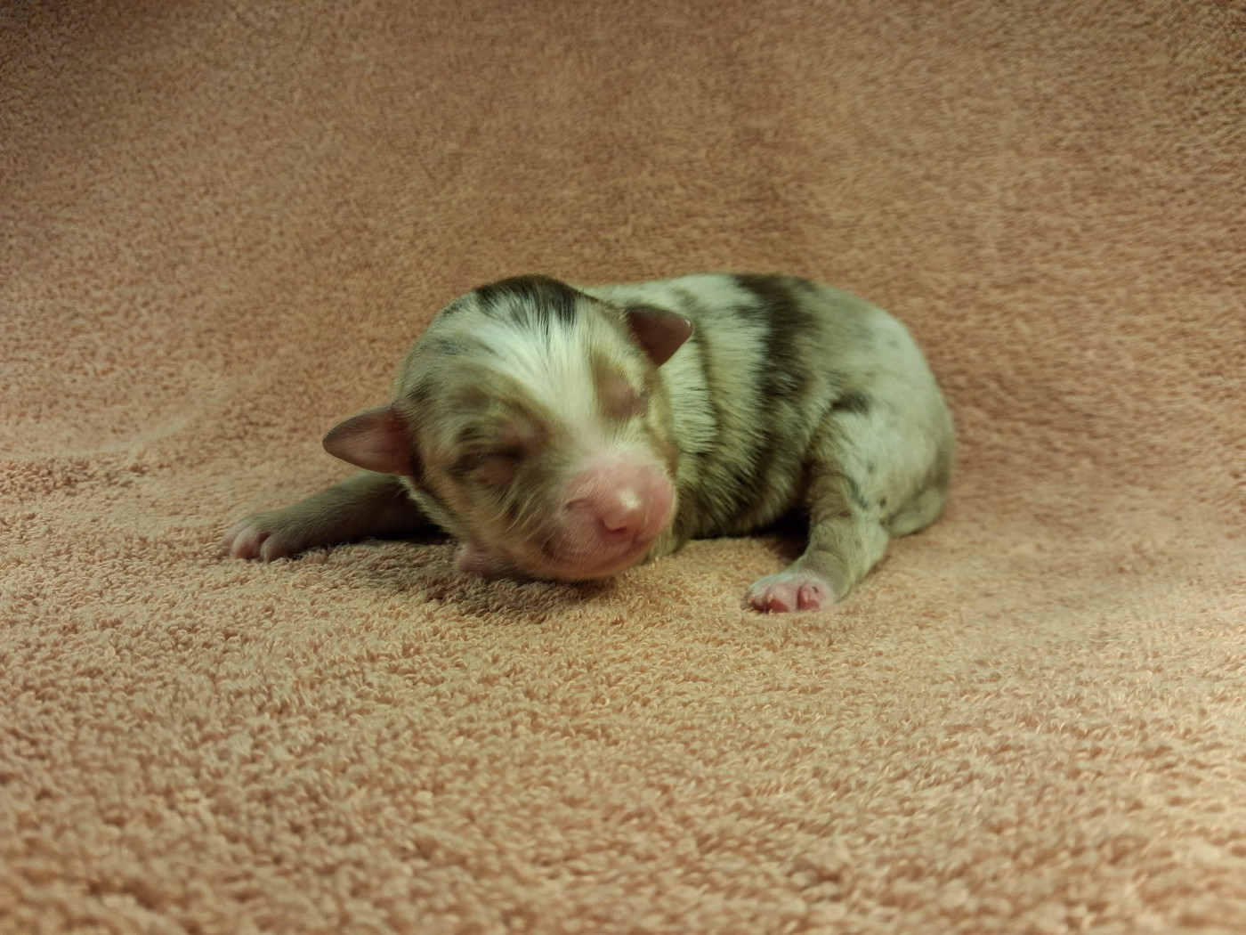 Des Graines De Bam - Chiots disponibles - Berger Américain Miniature 