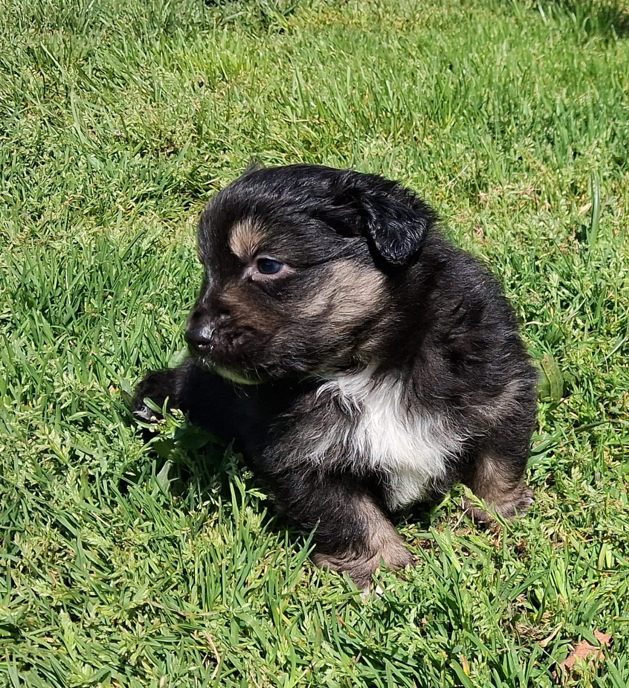 Des Graines De Bam - Chiots disponibles - Berger Américain Miniature 